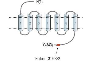 Representative domain view of the target of ABIN7884995.