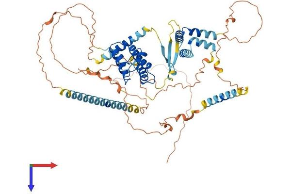 BRD9 Protein (AA 1-596) (His tag)
