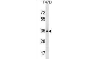 Western Blotting (WB) image for anti-BCL2-Like 12 (Proline Rich) (BCL2L12) antibody (ABIN3000719) (BCL2L12 Antikörper)