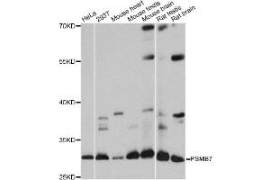 Western blot analysis of extracts of various cell lines, using PSMB7 antibody. (PSMB7 Antikörper)