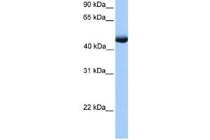 Western Blotting (WB) image for anti-Polyamine Oxidase (Exo-N4-Amino) (PAOX) antibody (ABIN2459721) (PAOX Antikörper)
