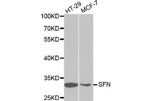 Western blot analysis of extracts of various cell lines, using SFN antibody. (14-3-3 sigma/SFN Antikörper)