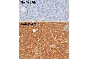 Immunohistochemistry (IHC) image for anti-Actin, beta (ACTB) (N-Term) antibody (ABIN6254200)