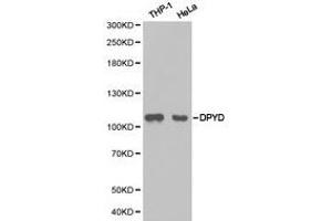 Western Blotting (WB) image for anti-Dihydropyrimidine Dehydrogenase (DPYD) antibody (ABIN1872345) (DPYD Antikörper)