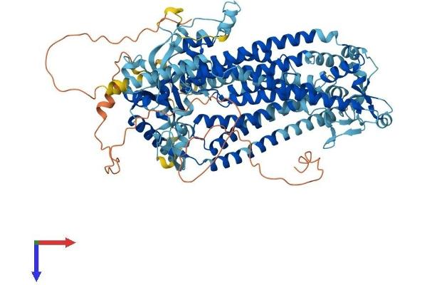 Anoctamin 7 Protein (ANO7) (AA 1-933) (His tag)