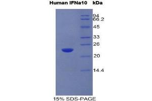 SDS-PAGE (SDS) image for Interferon, alpha 10 (IFNa10) (AA 24-189) protein (His tag) (ABIN1525452)