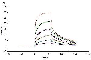 Surface Plasmon Resonance (SPR) image for Interferon, alpha 1 (IFNA1) (AA 24-189) protein (Fc Tag) (ABIN7274845)