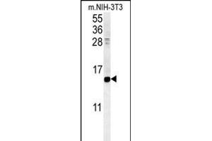 CRABP1 Antibody (C-term) (ABIN651614 and ABIN2840325) western blot analysis in mouse NIH-3T3 cell line lysates (35 μg/lane). (CRABP1 Antikörper  (C-Term))
