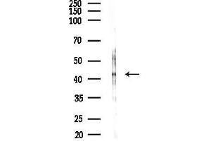Western blot analysis of lysates from Rat brain, using Connexin 45 / GJ Antibody at 1/1000 dilution.
