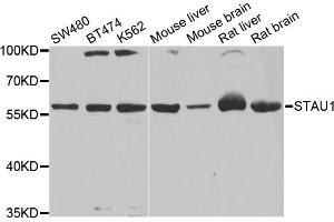 Western blot analysis of extracts of various cell lines, using STAU1 antibody. (STAU1/Staufen Antikörper)