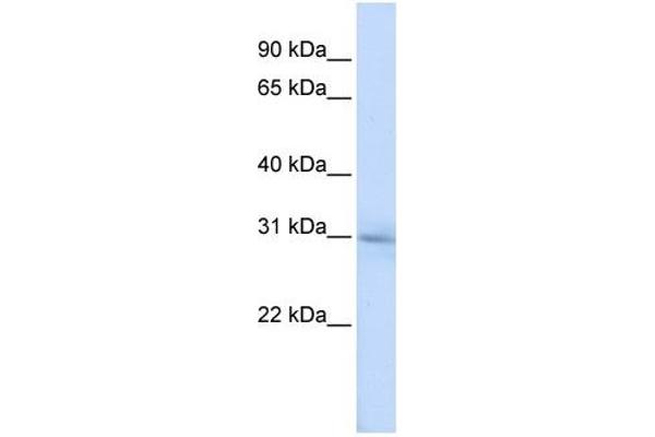 METTL5 Antikörper  (N-Term)