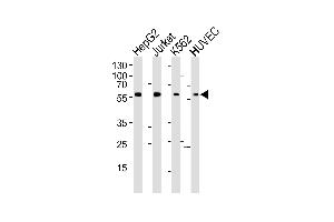 Western blot analysis of lysates from HepG2, Jurkat, K562, HUVEC cell line (from left to right), using SHB- Antibody (ABIN6242628 and ABIN6577402). (SHB Antikörper  (AA 250-290))