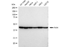Western blotting analysis using Actin antibody (ABIN7797460).
