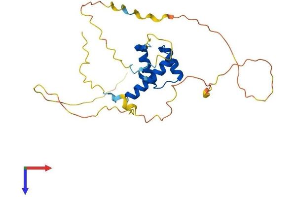 HOXD4 Protein (AA 1-255) (His tag)
