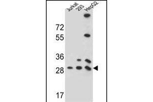 PG Antibody (N-term) (ABIN657272 and ABIN2846364) western blot analysis in 293,HepG2,Jurkat cell line lysates (35 μg/lane). (PGAM4 Antikörper  (N-Term))