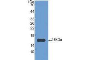 Detection of Recombinant IL4, Gallus using Polyclonal Antibody to Interleukin 4 (IL4)