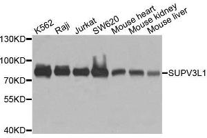 Western blot analysis of extracts of various cell lines, using SUPV3L1 antibody. (SUPV3L1 Antikörper  (AA 577-786))