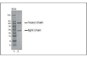 SDS-PAGE analysis of purified KH-4F5 monoclonal antibody. (CCR4 Antikörper)