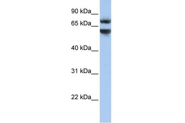 Junctophilin 3 Antikörper  (N-Term)