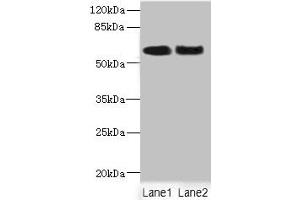 Western blot All lanes: NFIA antibody at 2. (NFIA Antikörper  (AA 180-330))