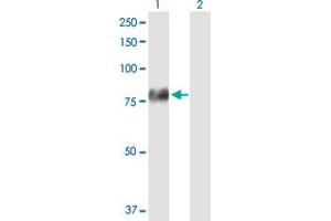 Western Blot analysis of F2 expression in transfected 293T cell line by F2 MaxPab polyclonal antibody. (Prothrombin Antikörper  (AA 1-622))