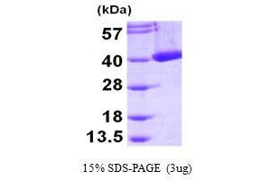 SDS-PAGE (SDS) image for Crystallin, mu (CRYM) (AA 1-314) protein (His tag) (ABIN666997)