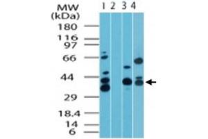 Western blot analysis of MAPKAP1 in human skeletal muscle lysate in the 1) absence and 2) presence of immunizing peptide, 3) mouse skeletal muscle lysate and 4) rat skeletal muscle lysate. (MAPKAP1 Antikörper  (AA 100-150))
