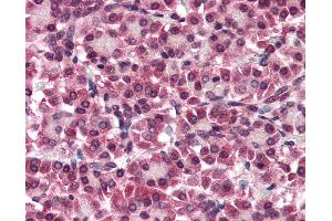 Anti-GPC4 / Glypican 4 antibody IHC of human pancreas. (GPC4 Antikörper  (Internal Region))
