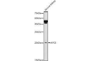 Western blot analysis of extracts of Mouse kidney, using APCS antibody (ABIN3022713, ABIN3022714, ABIN3022715, ABIN1512583 and ABIN6219158) at 1:1000 dilution. (APCS Antikörper  (AA 1-223))
