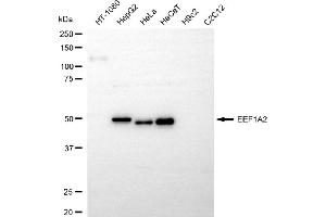 Western blotting analysis using EEF1A2 antibody (ABIN7798499). (Rekombinanter EEF1A2 Antikörper)