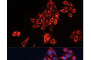 Immunofluorescence analysis of HeLa cells using GNAI2 Polyclonal Antibody at dilution of 1:100 (40x lens). (GNAI2 Antikörper)