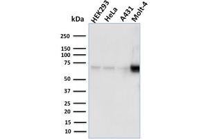 Western Blot Analysis of human HEK293, HeLa, A431, MOLT4 cell lysates using NRF1 Mouse Monoclonal Antibody (NRF1/2609).