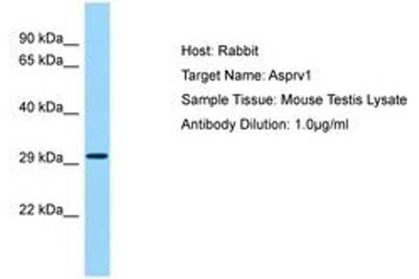 ASPRV1 antibody  (C-Term)
