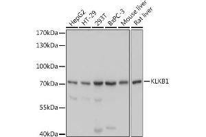 Western blot analysis of extracts of various cell lines, using KLKB1 antibody (ABIN6129407, ABIN6142966, ABIN6142968 and ABIN6220944) at 1:1000 dilution. (KLKB1 Antikörper  (AA 20-300))