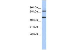 ZBTB26 antibody used at 0. (ZBTB26 Antikörper  (N-Term))