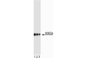 Western blot analysis of Wnt16. (WNT16 Antikörper)