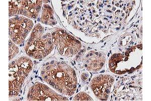Immunohistochemical staining of paraffin-embedded Human Kidney tissue using anti-NUDT6 mouse monoclonal antibody. (NUDT6 Antikörper)