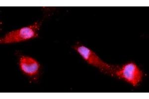 Immunofluorescence (IF) image for anti-Tripartite Motif Containing 28 (TRIM28) (AA 366-802) antibody (APC) (ABIN5568165) (KAP1 Antikörper  (AA 366-802) (APC))