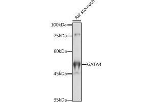 Western blot analysis of extracts of Rat stomach, using G antibody (ABIN6133721, ABIN6140975, ABIN6140976 and ABIN6217864) at 1:1000 dilution.