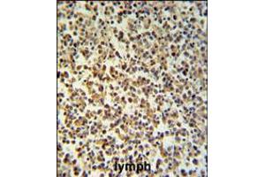 GZMB Antibody IHC analysis in formalin fixed and paraffin embedded human Lymph tissue followed by peroxidase conjugation of the secondary antibody and DAB staining. (GZMB Antikörper  (C-Term))