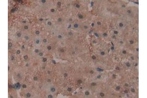 Immunohistochemistry (IHC) image for anti-Glutathione Peroxidase 4 (GPX4) (AA 74-197) antibody (ABIN7438652)