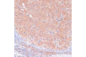 Immunohistochemistry (IHC) image for anti-Low Density Lipoprotein Receptor-Related Protein 1 (LRP1) (AA 20-270) antibody (ABIN3021969)