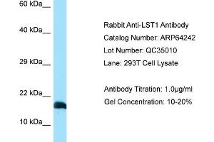 Western Blotting (WB) image for anti-Leukocyte Specific Transcript 1 (LST1) (C-Term) antibody (ABIN2789775) (LST1 Antikörper  (C-Term))