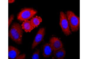 HepG2 cells were fixed in paraformaldehyde, permeabilized with 0. (CDK1 Antikörper)