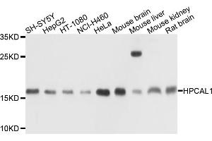 Western blot analysis of extracts of various cell lines, using HPCAL1 antibody (ABIN6003726) at 1/1000 dilution. (HPCAL1 Antikörper)