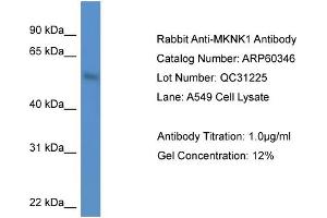 Western Blotting (WB) image for anti-MAP Kinase Interacting serine/threonine Kinase 1 (MKNK1) (N-Term) antibody (ABIN2788414) (MKNK1 Antikörper  (N-Term))