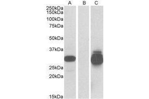 HEK293 lysate (10 µg protein in RIPA buffer) overexpressing Human PPPDE1 with C-terminal MYC tag probed with AP23656PU-N (0. (PPPDE1 Antikörper  (Internal Region))