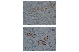 CYP1A1 antibody staining of Human kidney tissue at a dilution of 1:100