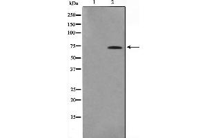 Western blot analysis on HuvEc cell lysate using IF3EI Antibody,The lane on the left is treated with the antigen-specific peptide. (EIF3L Antikörper  (N-Term))