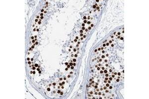 Immunohistochemical staining of human testis with SGOL2 polyclonal antibody  shows strong nuclear positivity in cells of seminiferus ducts at 1:50-1:200 dilution. (SGOL2 Antikörper)
